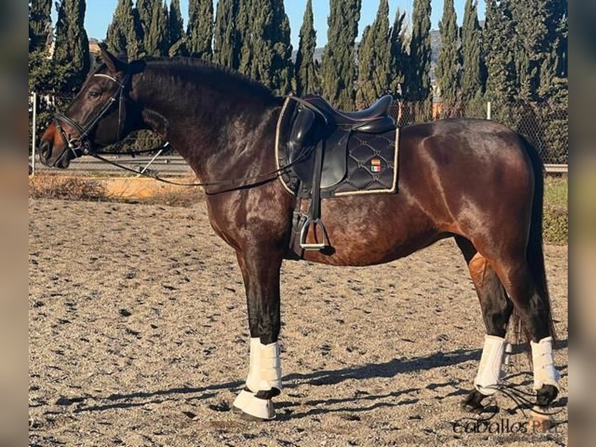 PRE Mix Mare 9 years 16 hh Brown in Barcelona