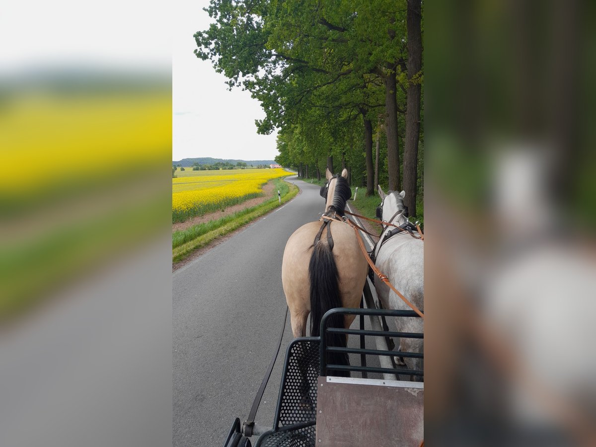 PRE Mix Mare 9 years 16 hh Buckskin in Lichtenstein/Sachsen