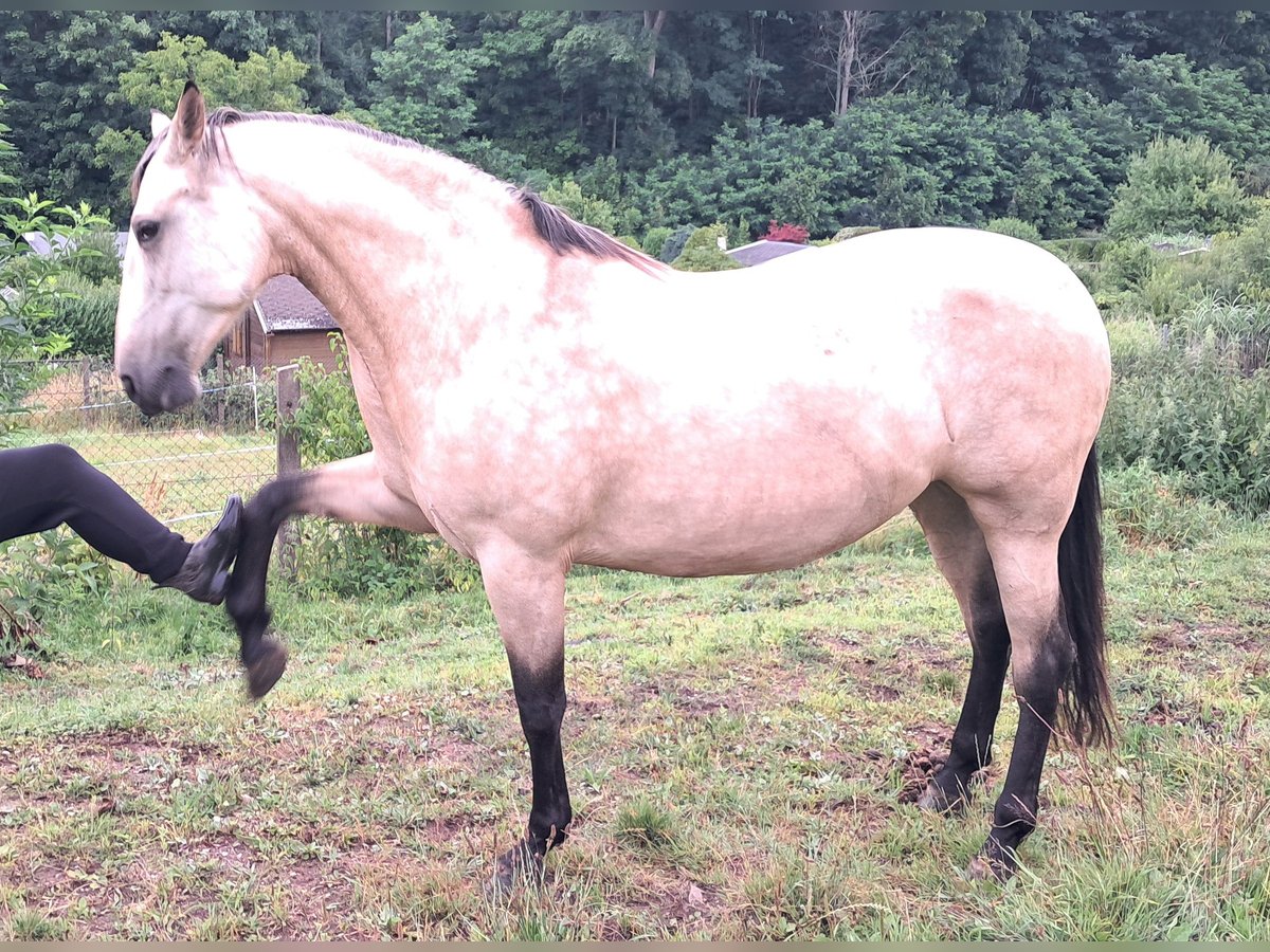 PRE Mix Mare 9 years 16 hh Buckskin in Lichtenstein/Sachsen PRE Mix Mare 9 years 16 hh Buckskin in Lichtenstein/Sachsen