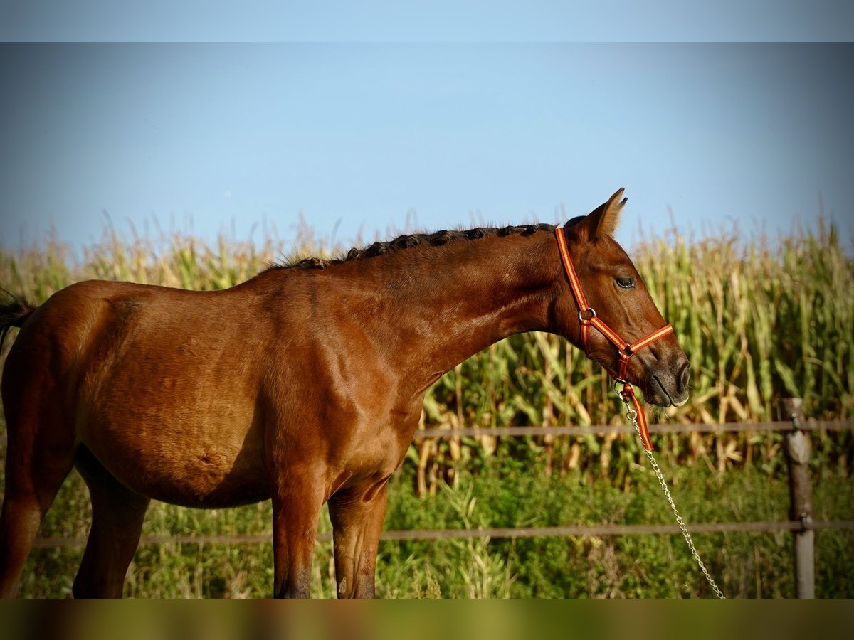 PRE Mare Foal (04/2023) 12,2 hh Bay in HEUVELLAND