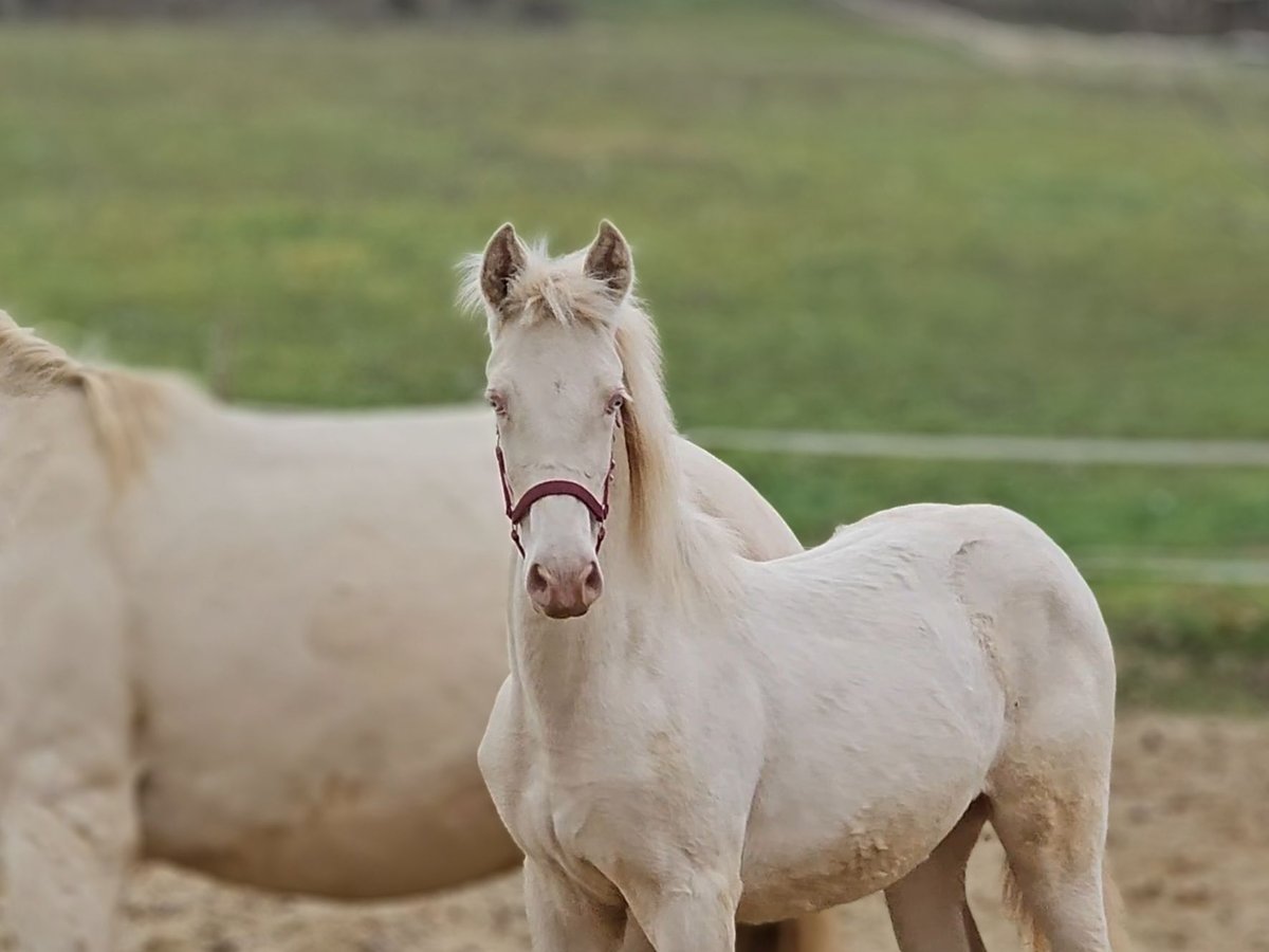 PRE Mare Foal (05/2025) 13,1 hh Perlino in Visz