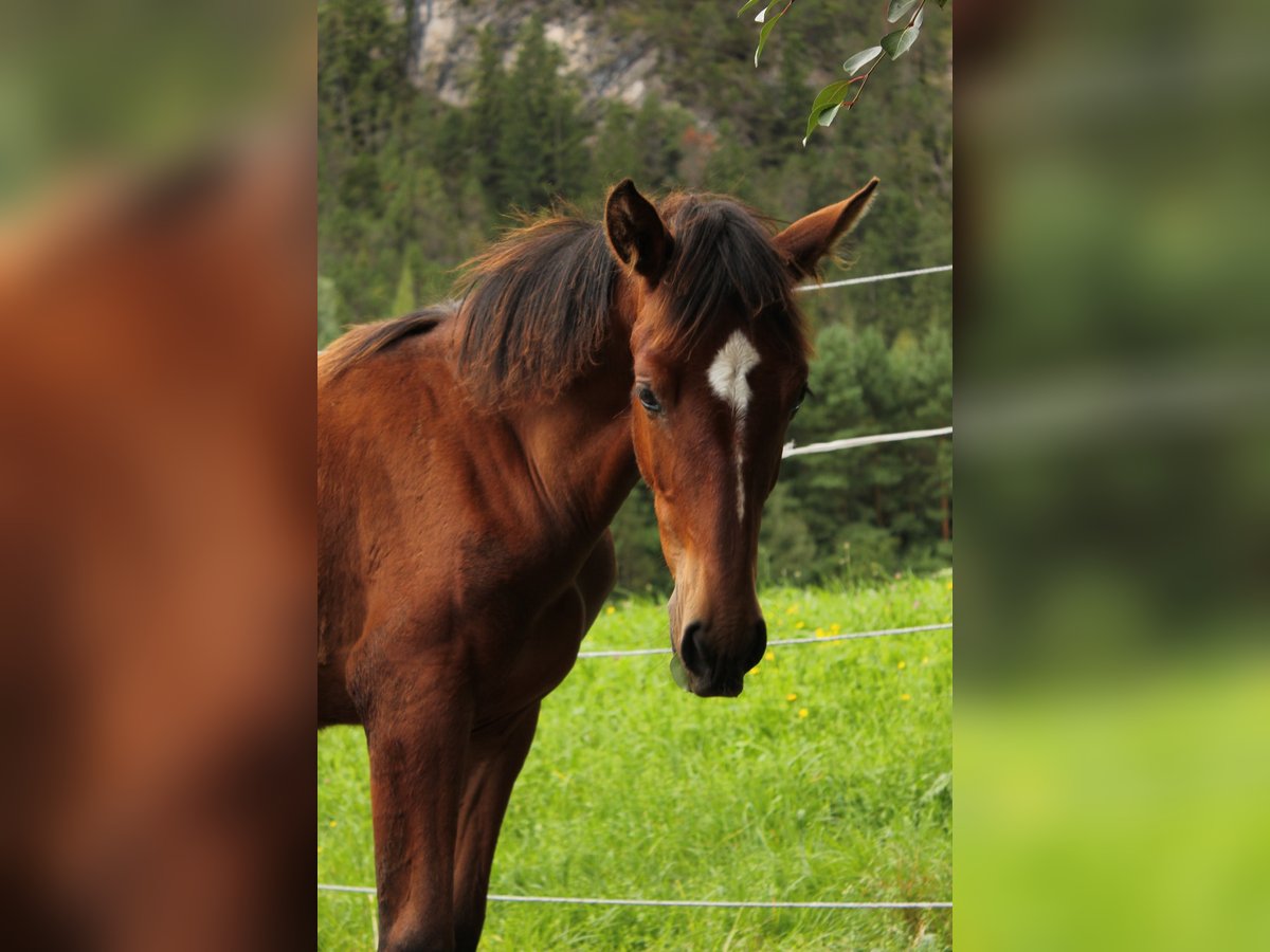 PRE Mare Foal (02/2025) 13,2 hh Brown in Nassereith PRE Mare Foal (02/2025) 13,2 hh Brown in Nassereith
