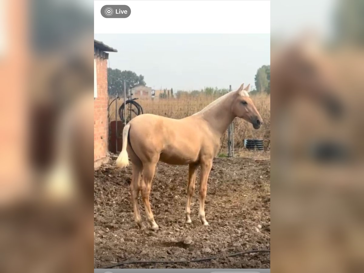 PRE Mix Mare Foal (01/2025) 14,2 hh Palomino in Fondarella
