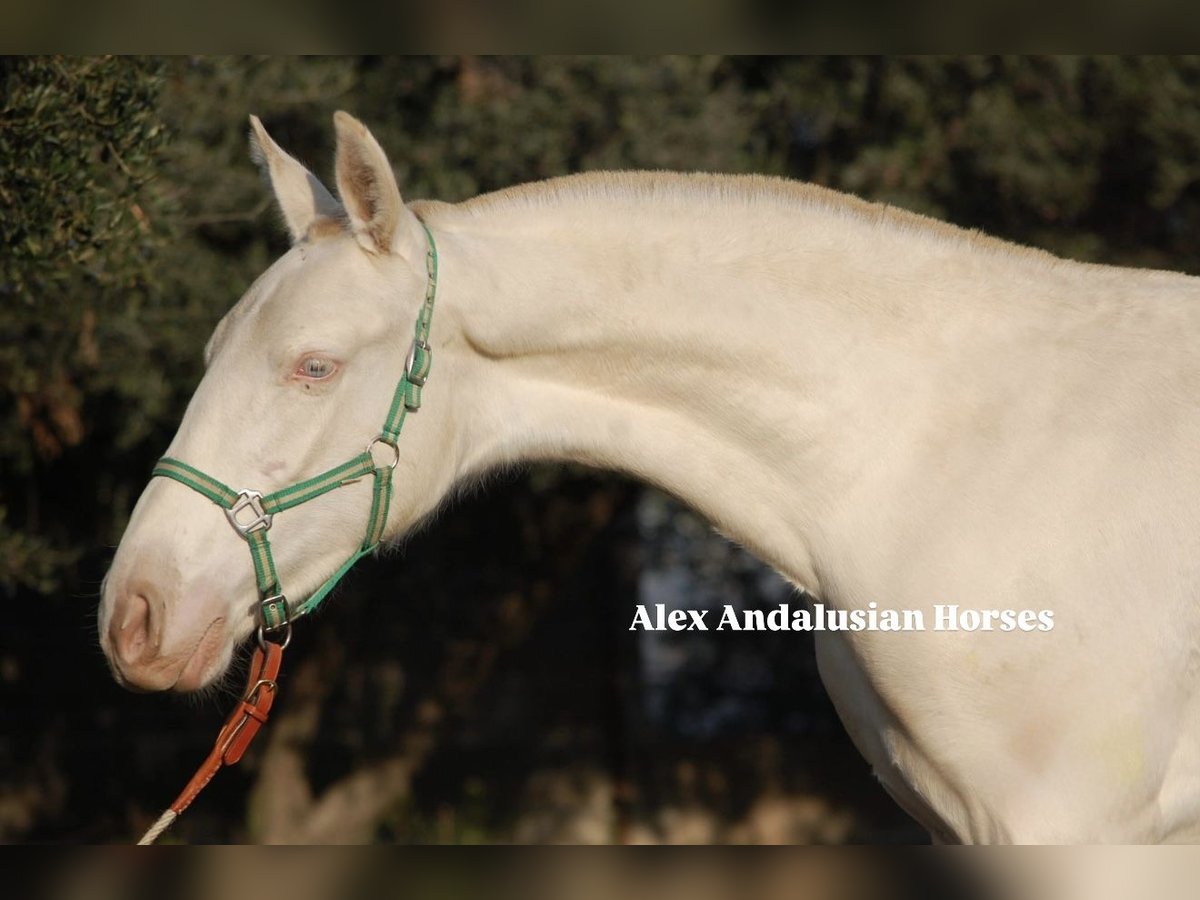 PRE Mare Foal (11/2025) 14,2 hh Perlino in Sevilla