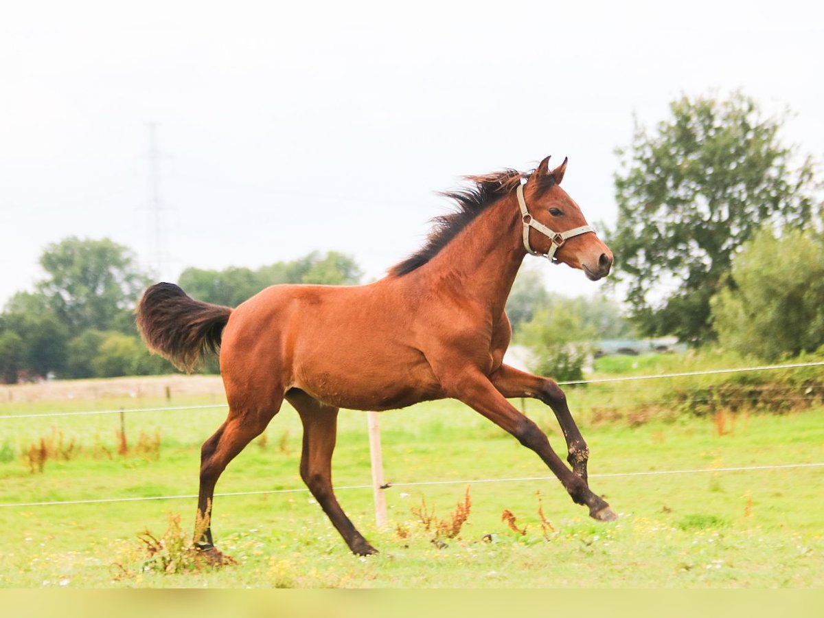 PRE Mare Foal (01/2024) 15,2 hh Brown-Light in Hoevenen