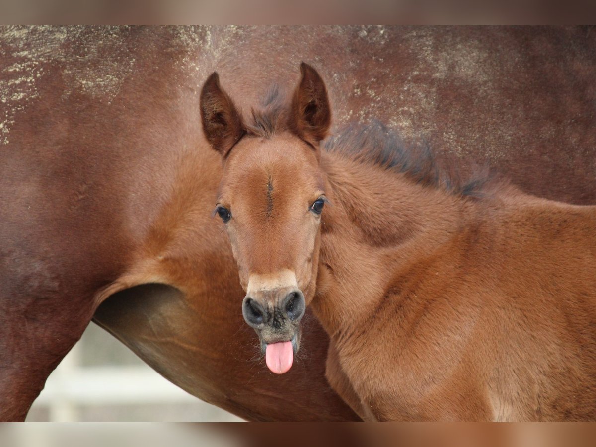 PRE Mix Mare Foal (02/2024) 15,2 hh Brown-Light in Elen