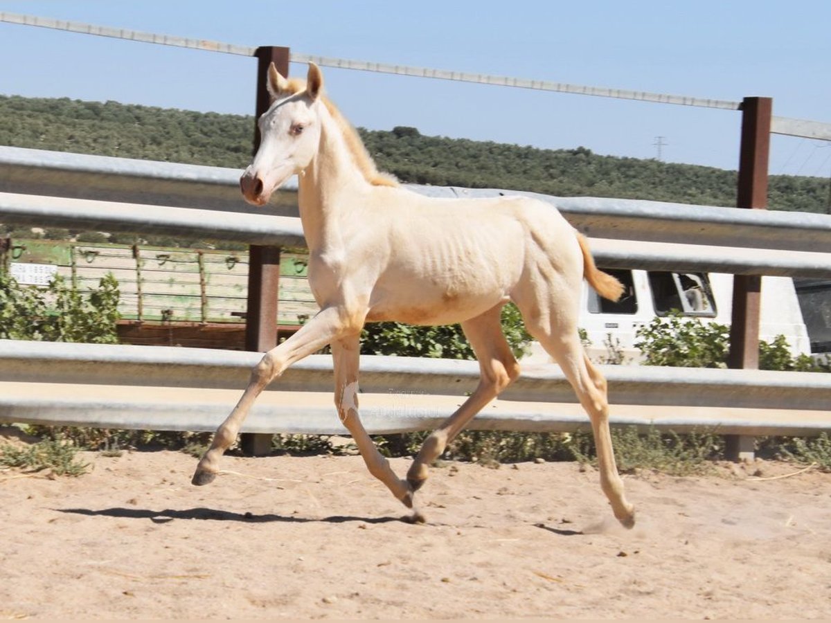 PRE Mare Foal (04/2024) 15,2 hh Perlino in Provinz Cordoba