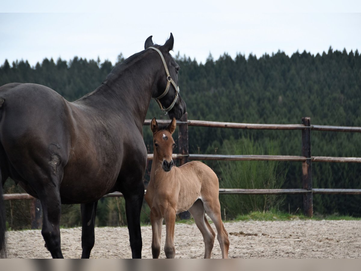 PRE Mare Foal (03/2024) 15,3 hh Brown in Dochamps