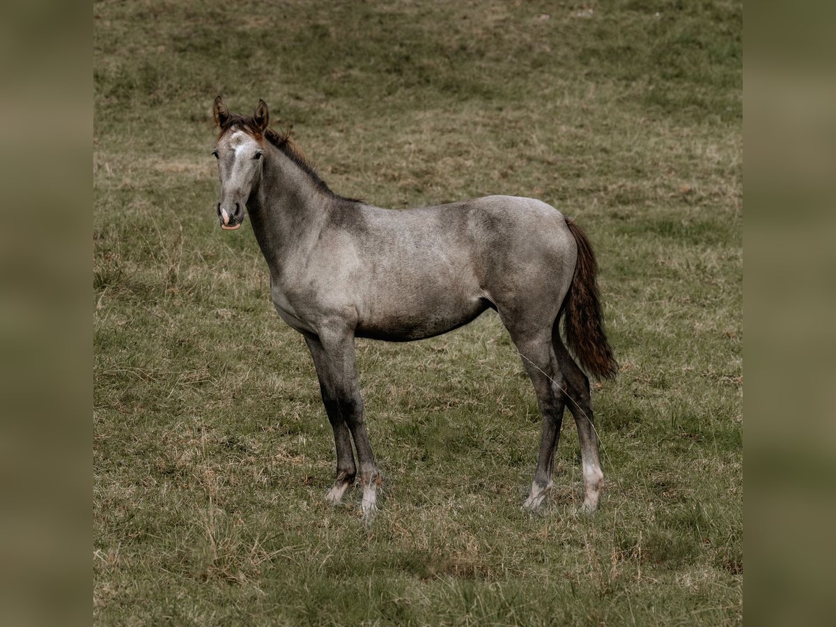 PRE Mare Foal (03/2024) 15,3 hh Gray in Otterberg