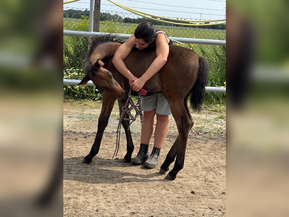 PRE Mare Foal (06/2025) 15,2 hh Brown in Stahnsdorf