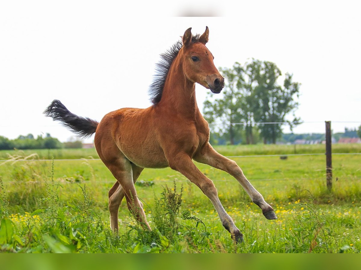 PRE Mare  16 hh Brown in Ranst