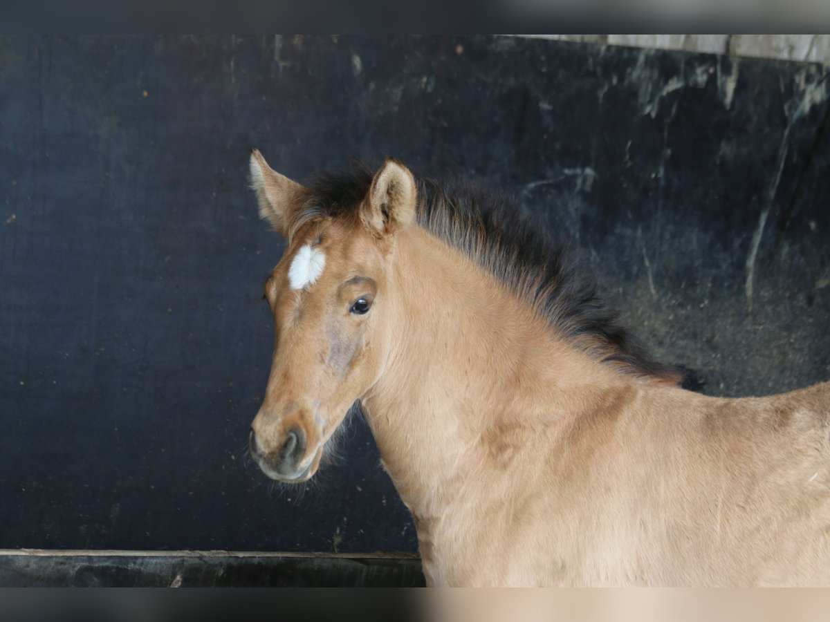 PRE Mare Foal (02/2024) 16 hh Dun in Bibertal