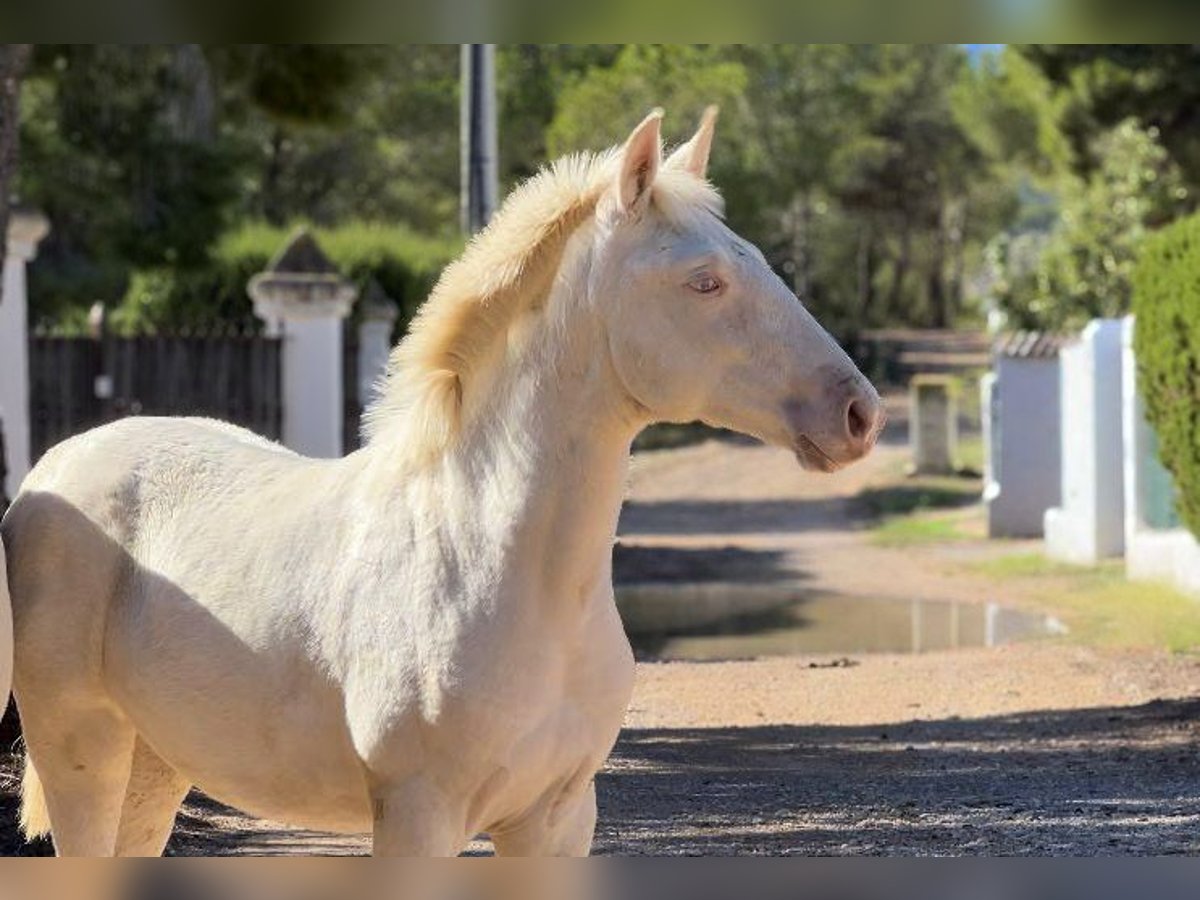 PRE Mare Foal (05/2024) 16 hh Perlino in Pedralba