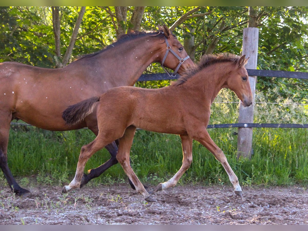PRE Mare Foal (02/2025) 16,1 hh Brown in Wremen