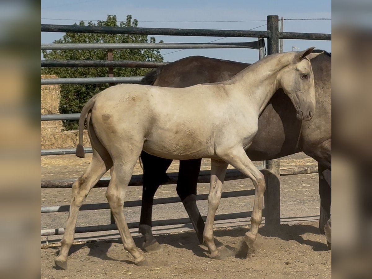 PRE Mare Foal (05/2025) 16,1 hh Champagne in Santa Marta PRE Mare Foal (05/2025) 16,1 hh Champagne in Santa Marta