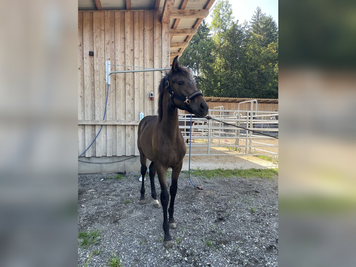 PRE Mare Foal (01/2025) Brown in Klagenfurt