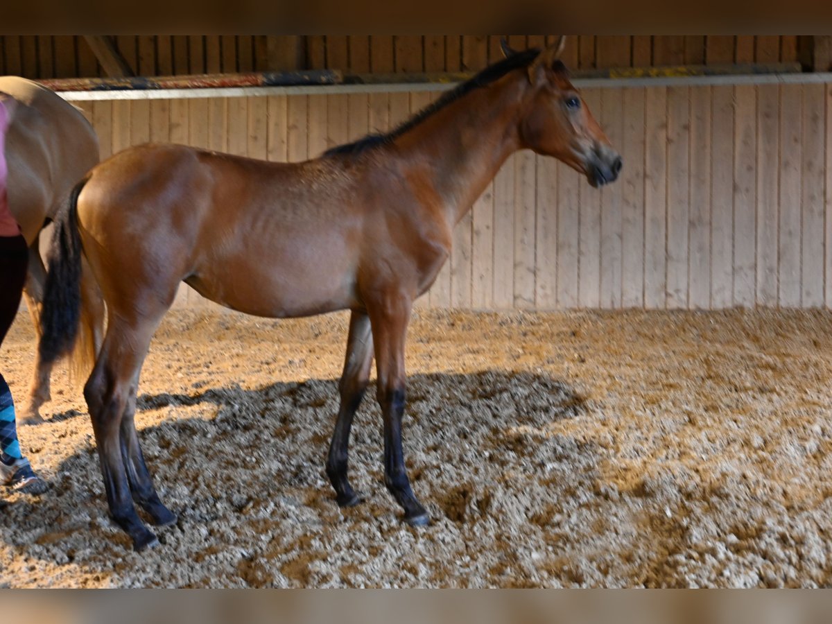 PRE Mare Foal (03/2025) Brown in Klettgau