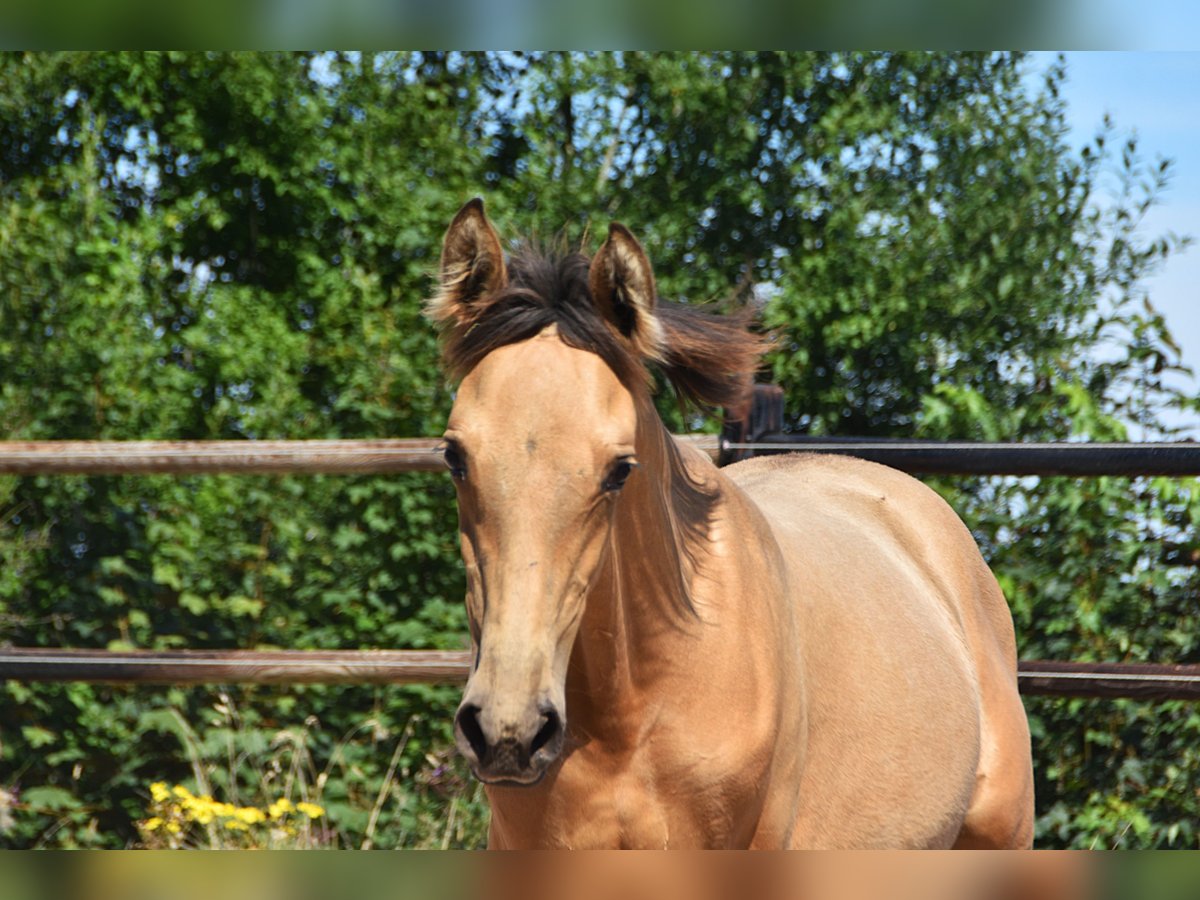 PRE Mare Foal (04/2025) Buckskin in Manhay