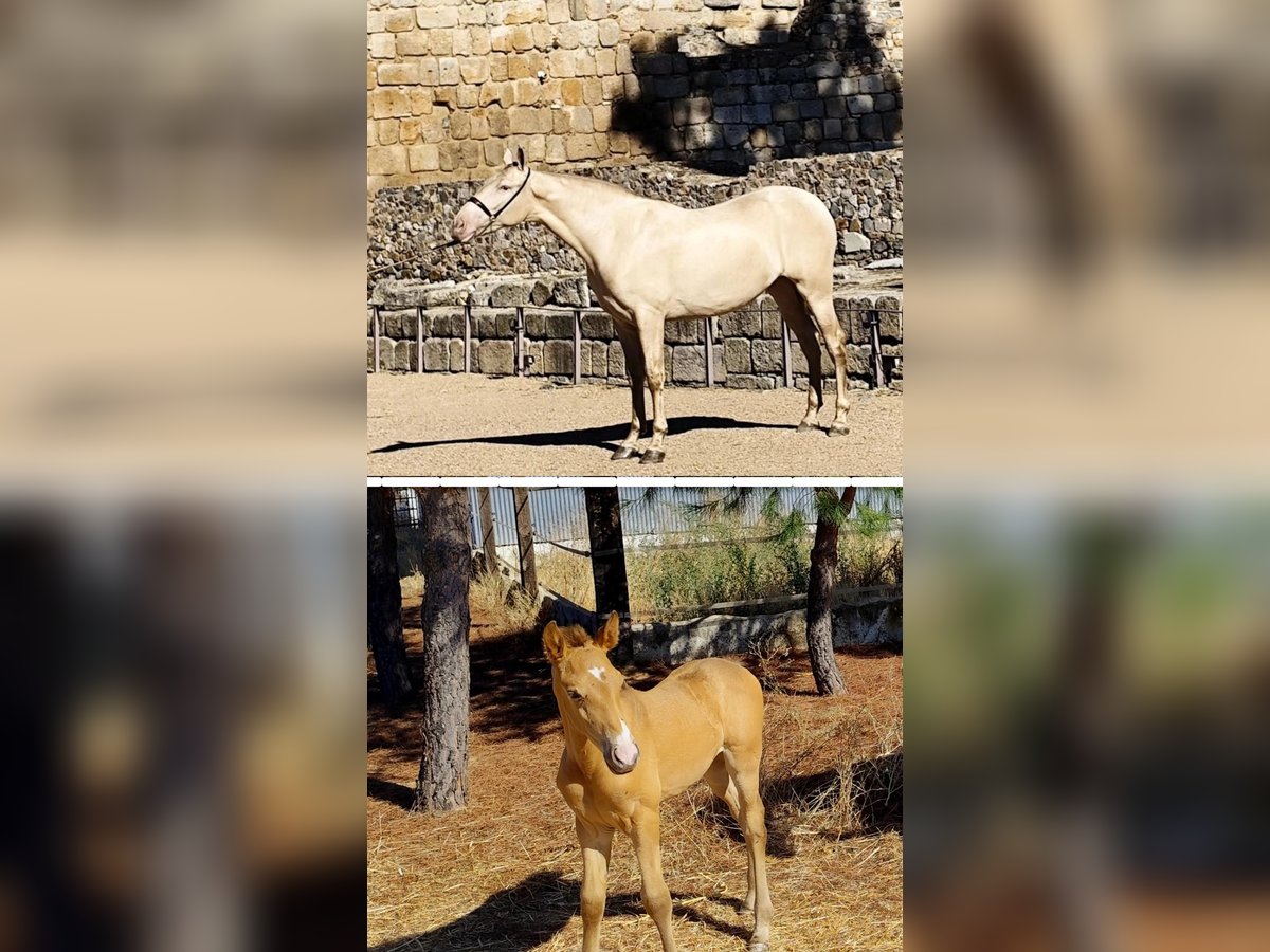 PRE Mare Foal (09/2025) Champagne in Don Benito