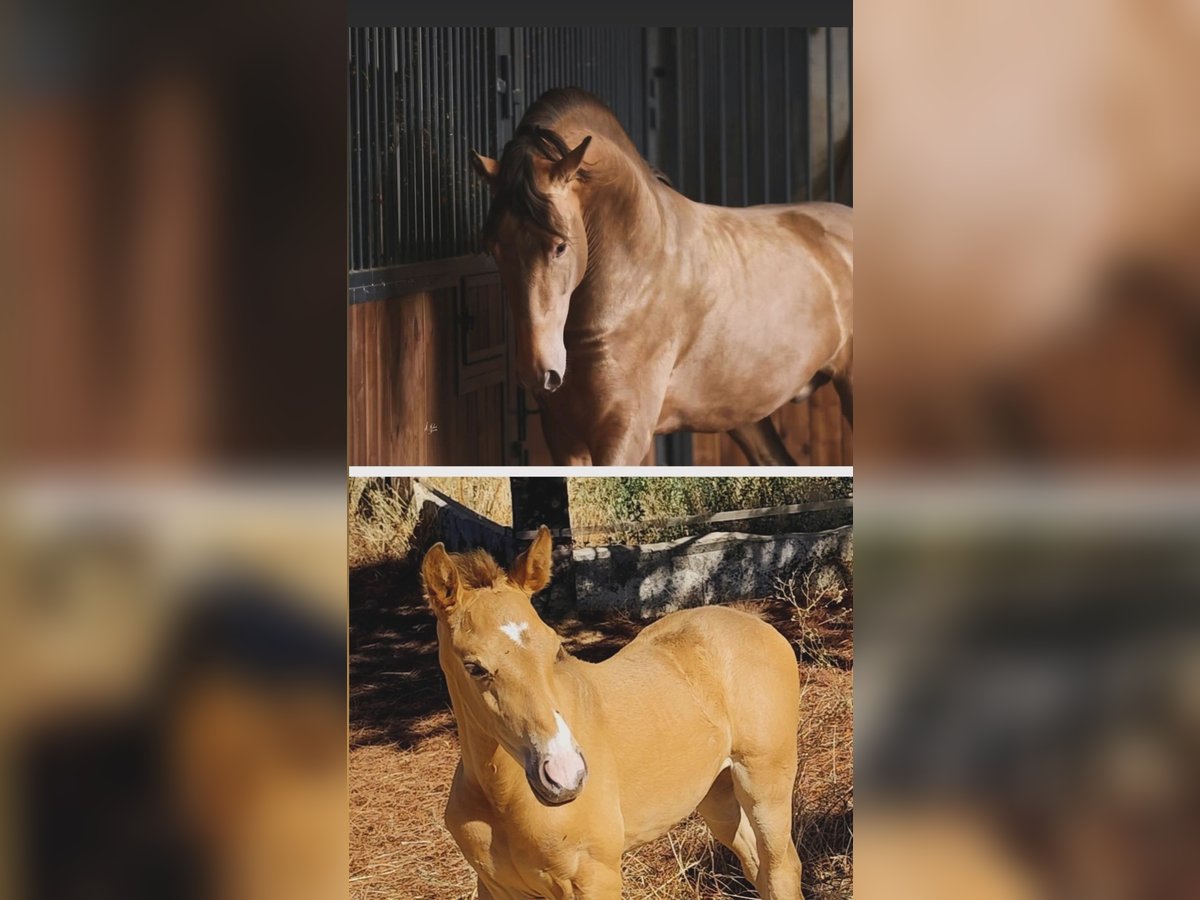 PRE Mare Foal (09/2025) Champagne in Don Benito