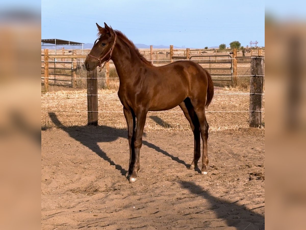 PRE Mix Mare Foal (02/2025) Chestnut in Herald