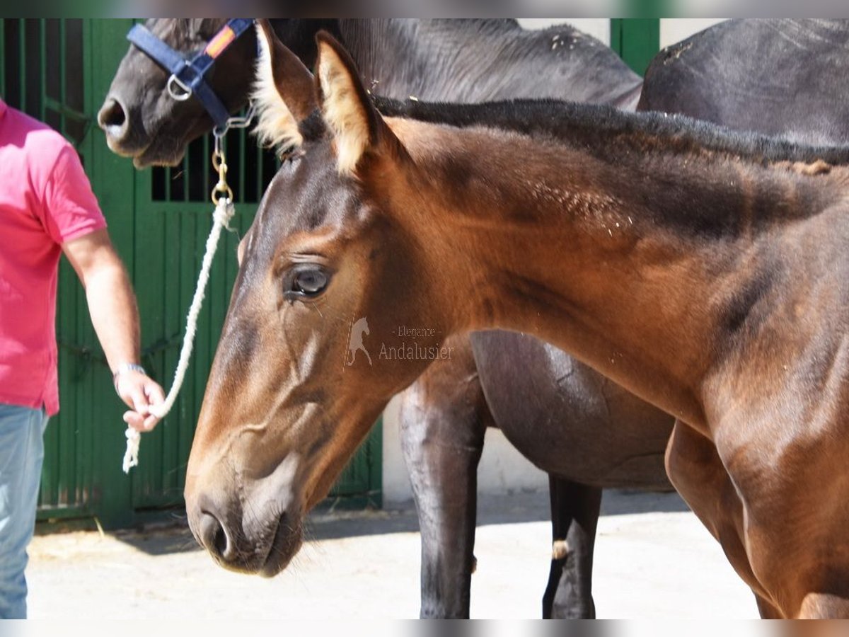 PRE Mare Foal (04/2024) Dun in Provinz Granada