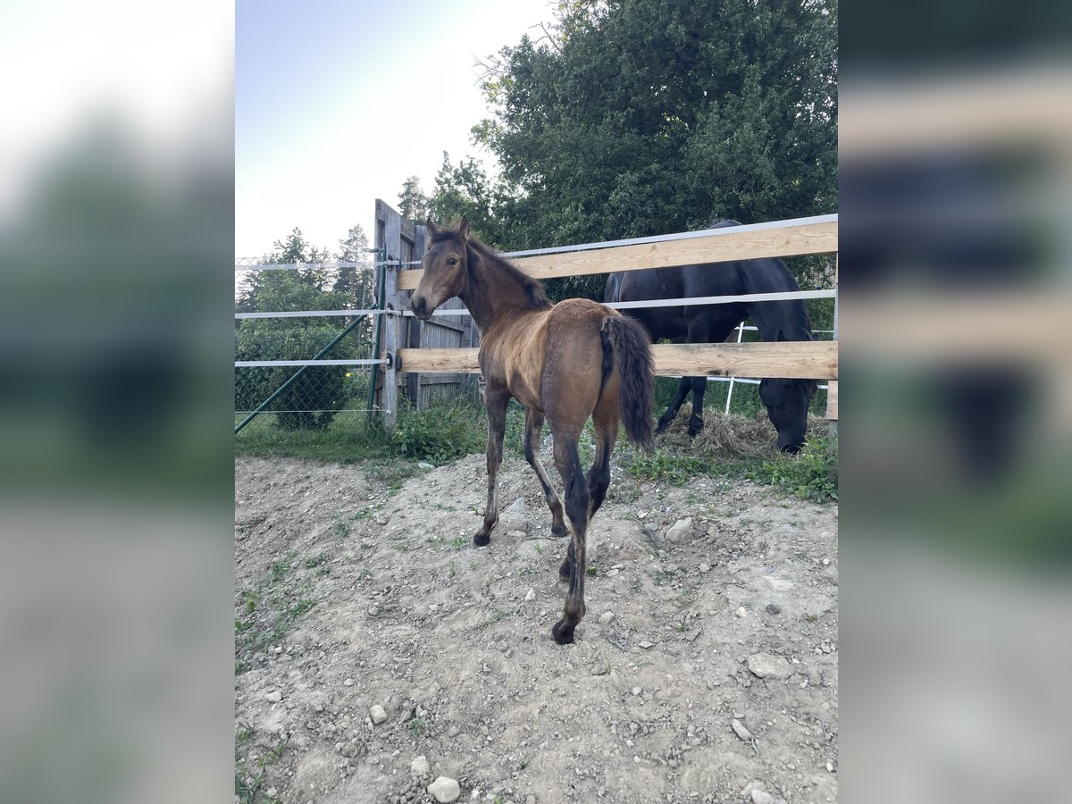 PRE Mare  Dun in Klagenfurt,11.Bez.:St. Ruprecht