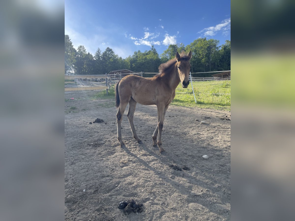 PRE Mare  Dun in Klagenfurt,11.Bez.:St. Ruprecht