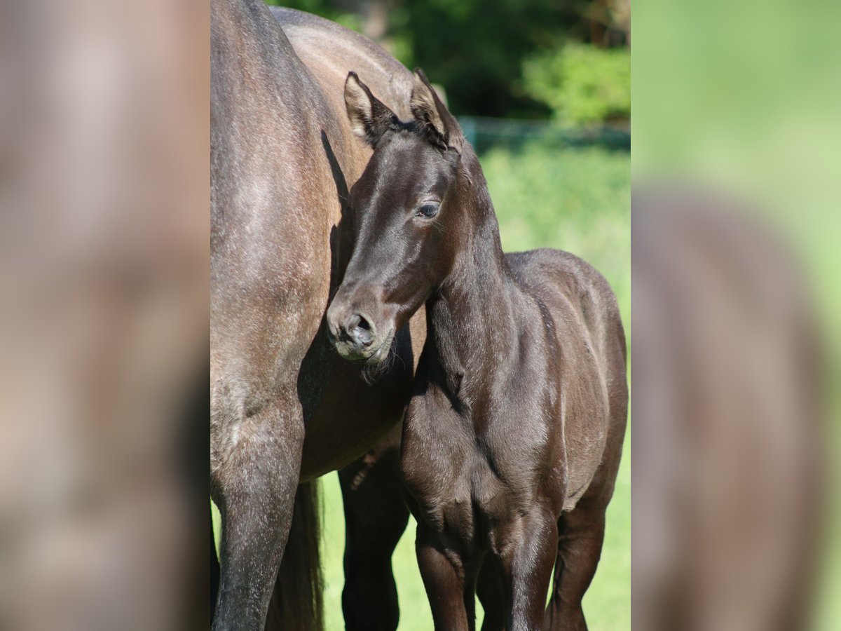 PRE Mare  Gray-Dark-Tan in Le Coudray-sur-Thelle