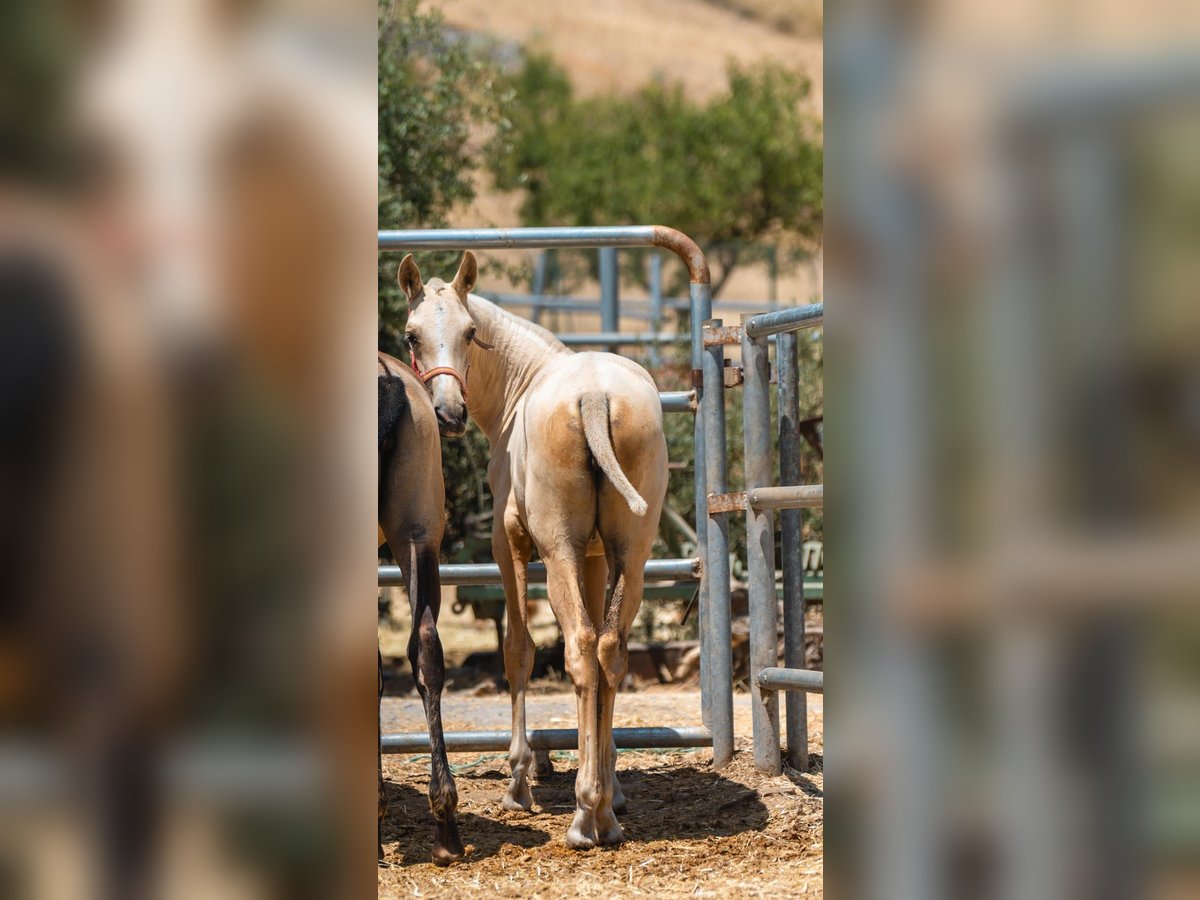 PRE Mare Foal (01/2025) Palomino in Almeria