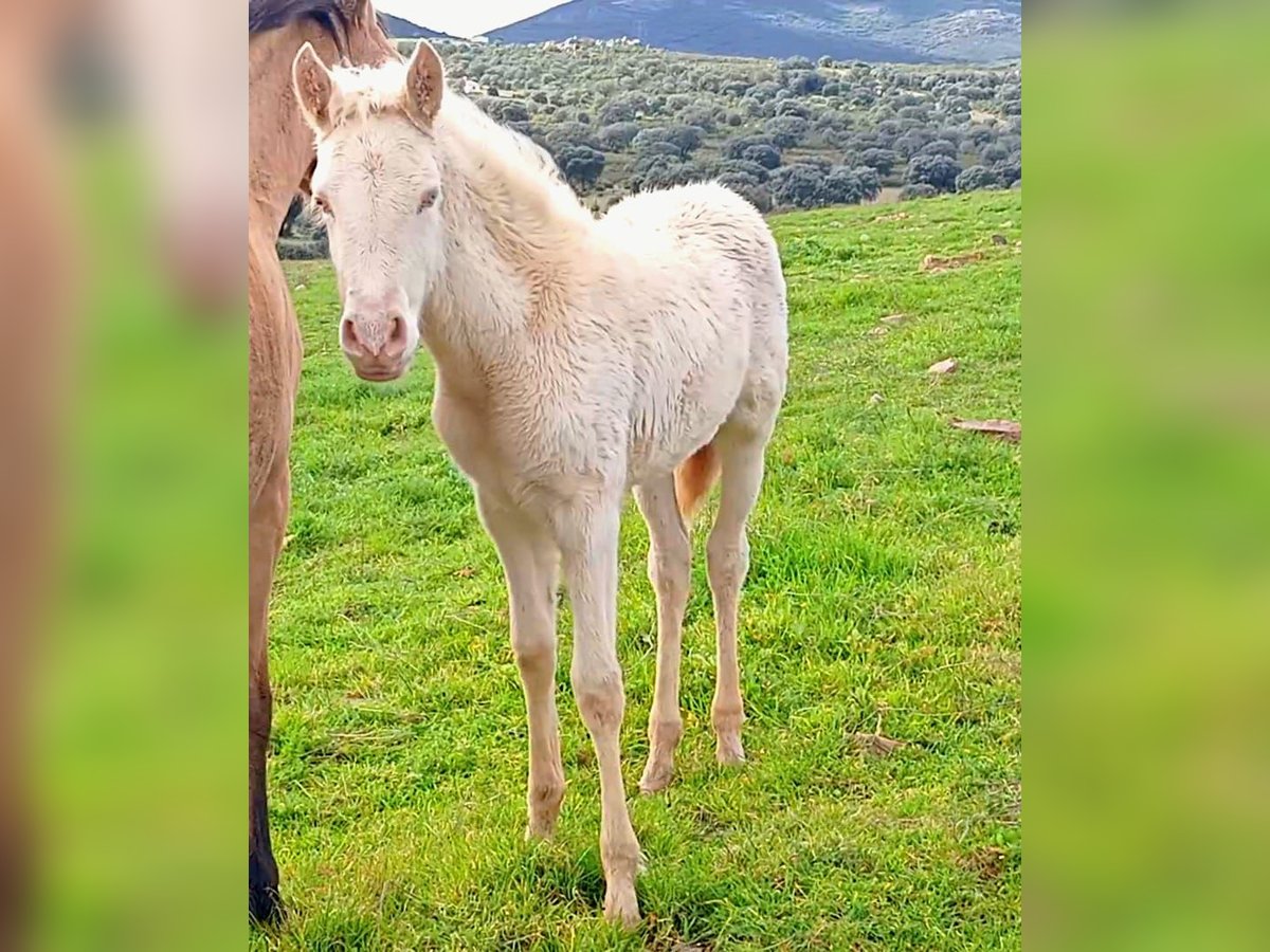 PRE Mare Foal (01/2025) Perlino in Ciudad Real