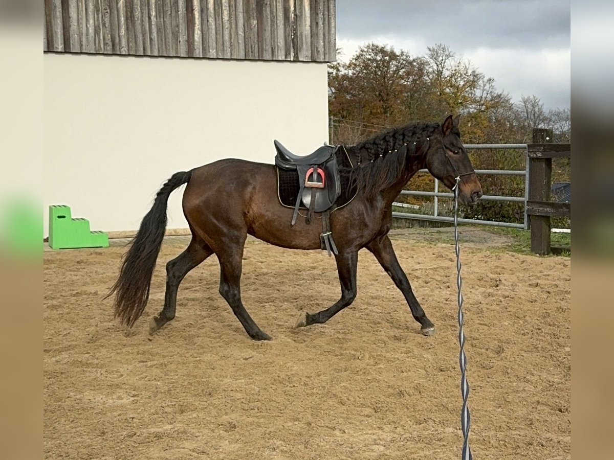 PRE Mix Merrie 10 Jaar 157 cm Bruin in Daleiden