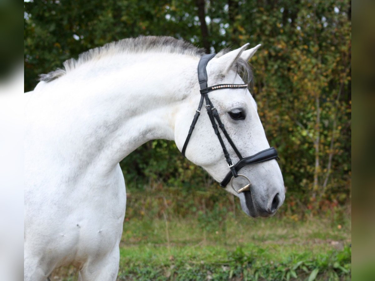 PRE Merrie 10 Jaar 161 cm Schimmel in Borstel-Hohenraden