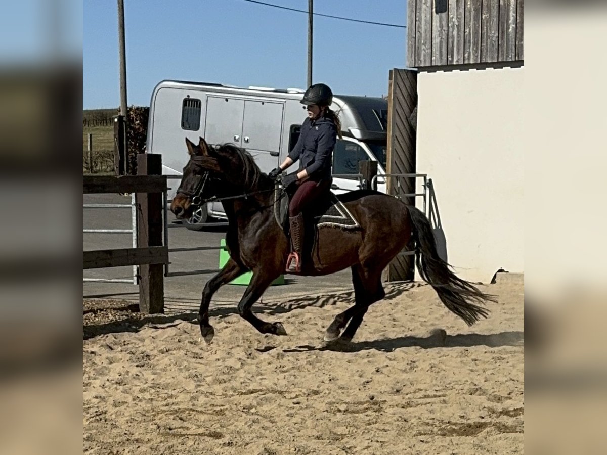 PRE Merrie 11 Jaar 164 cm Bruin in Daleiden