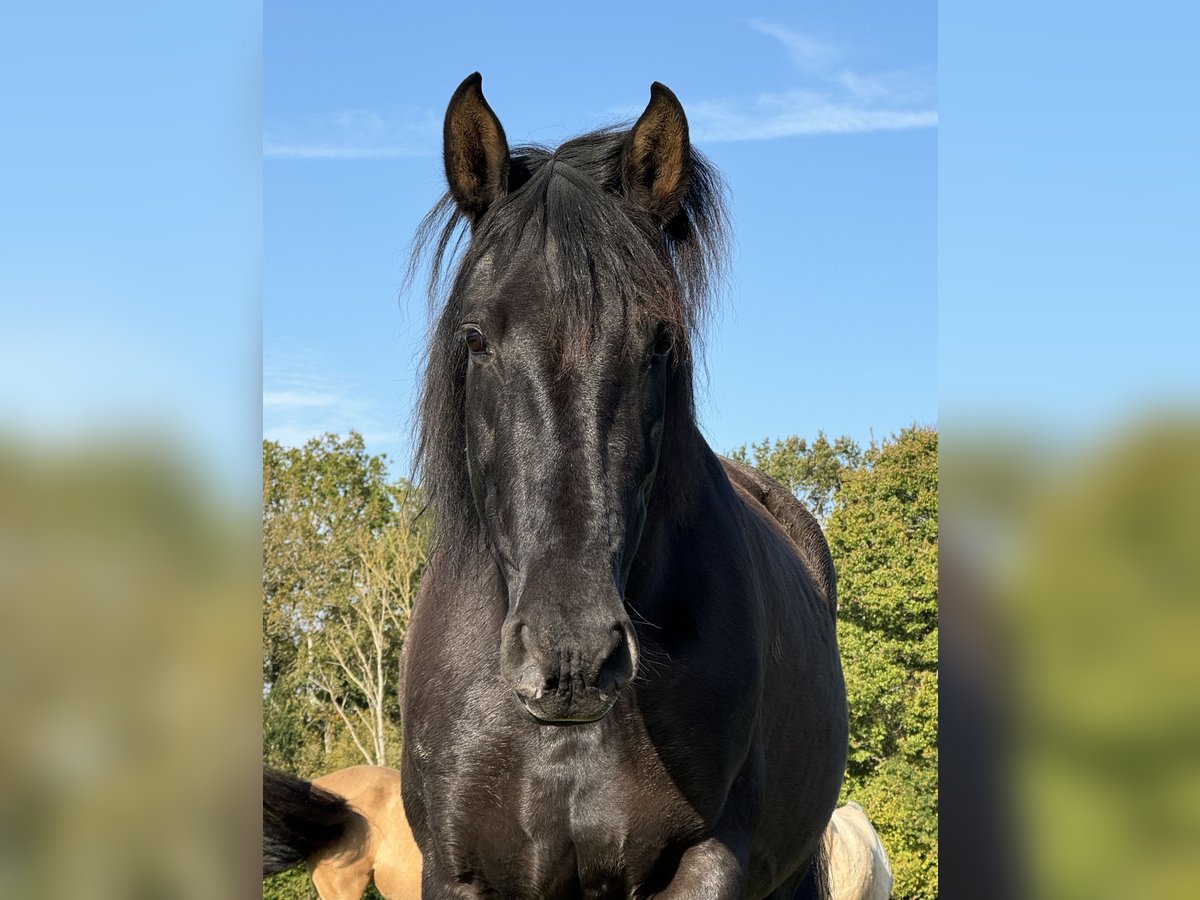 PRE Mix Merrie 11 Jaar 170 cm Zwart in La Vespière-Friardel