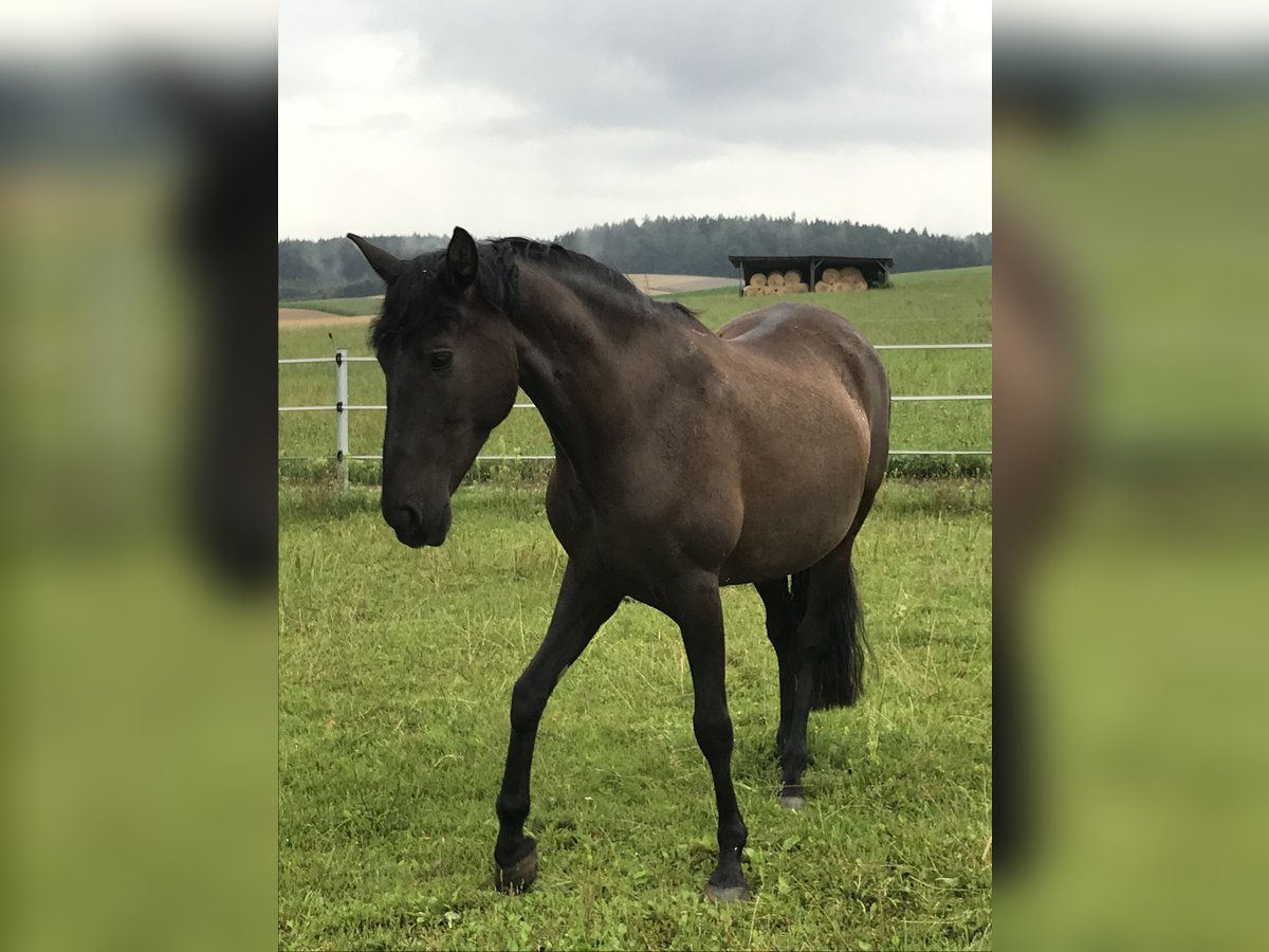 PRE Merrie 14 Jaar 152 cm Zwart in Kammeltal