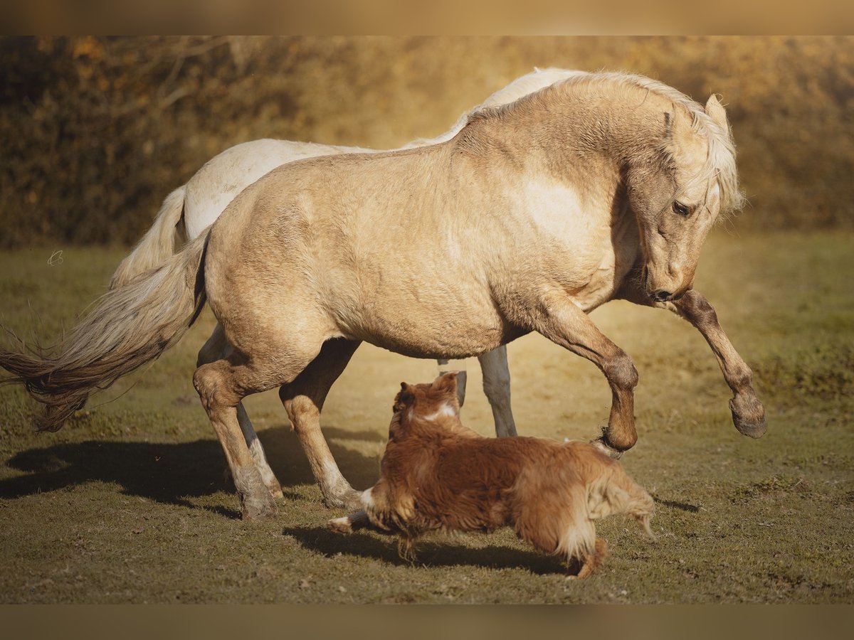 PRE Mix Merrie 15 Jaar 156 cm Palomino in Courtomer