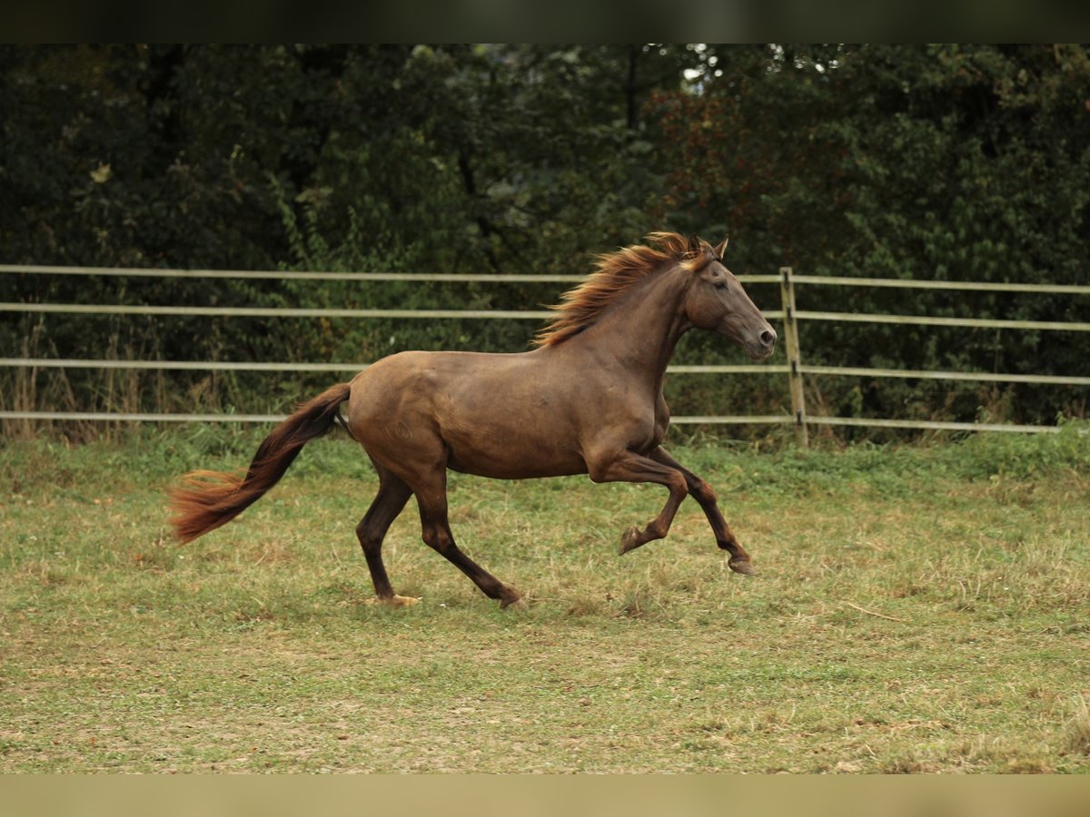 PRE Mix Merrie 16 Jaar 155 cm Zwart in Waldshut-Tiengen