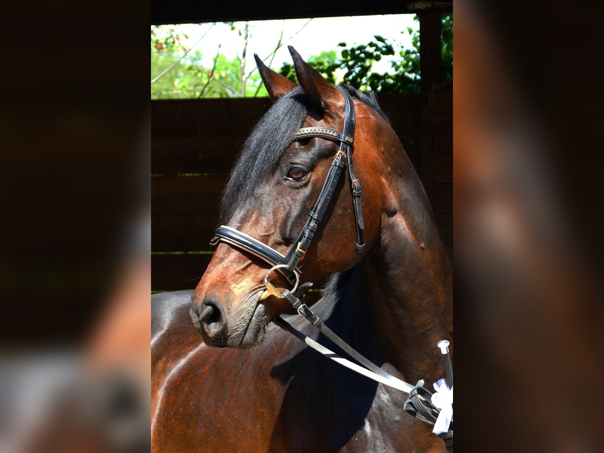 PRE Mix Merrie 17 Jaar 165 cm Bruin in Hannover