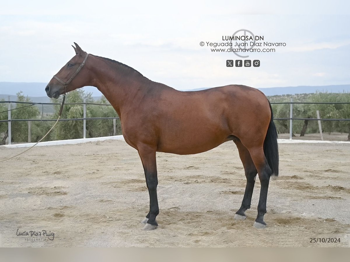 PRE Mix Merrie 17 Jaar 166 cm Bruin in Arjona