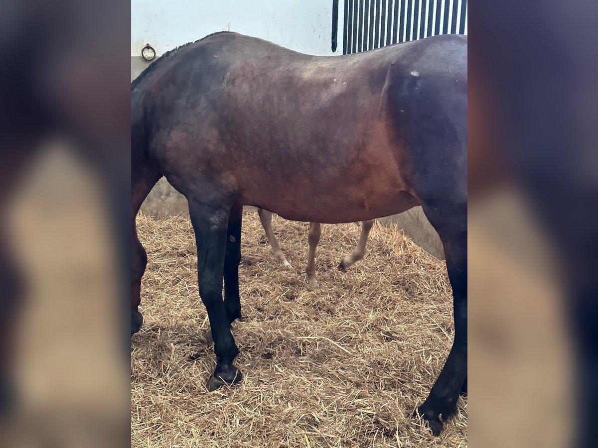 PRE Mix Merrie 19 Jaar 172 cm Bruin in ALMODOVAR DEL RIO