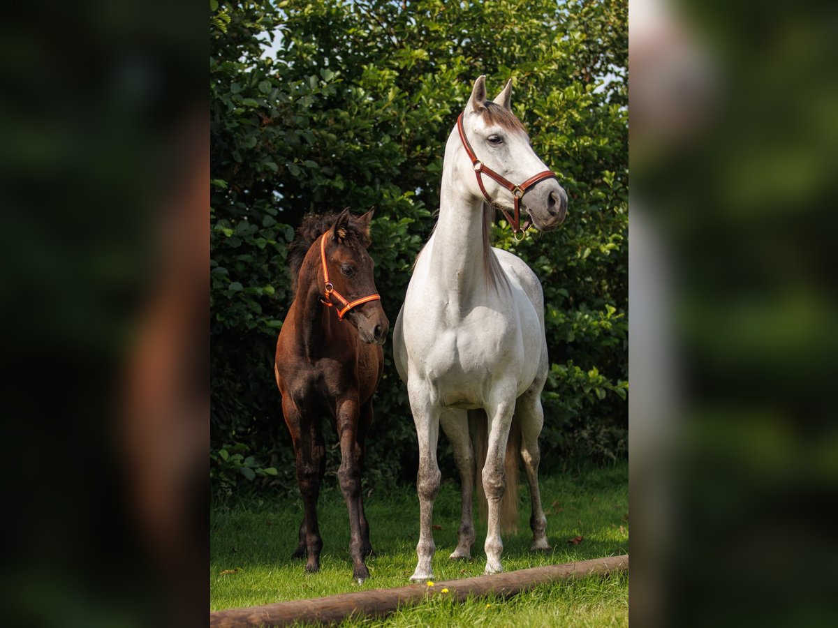 PRE Mix Merrie 1 Jaar 144 cm Schimmel in Santpoort-Zuid