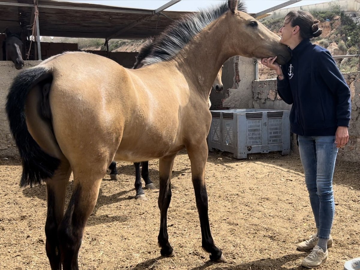 PRE Merrie 1 Jaar 147 cm in Baza