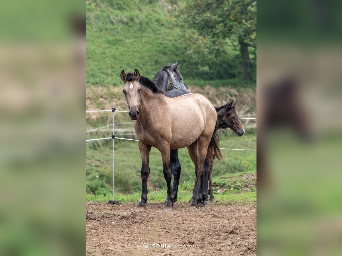 PRE Mix Merrie 1 Jaar 148 cm Falbe in Boquerizo