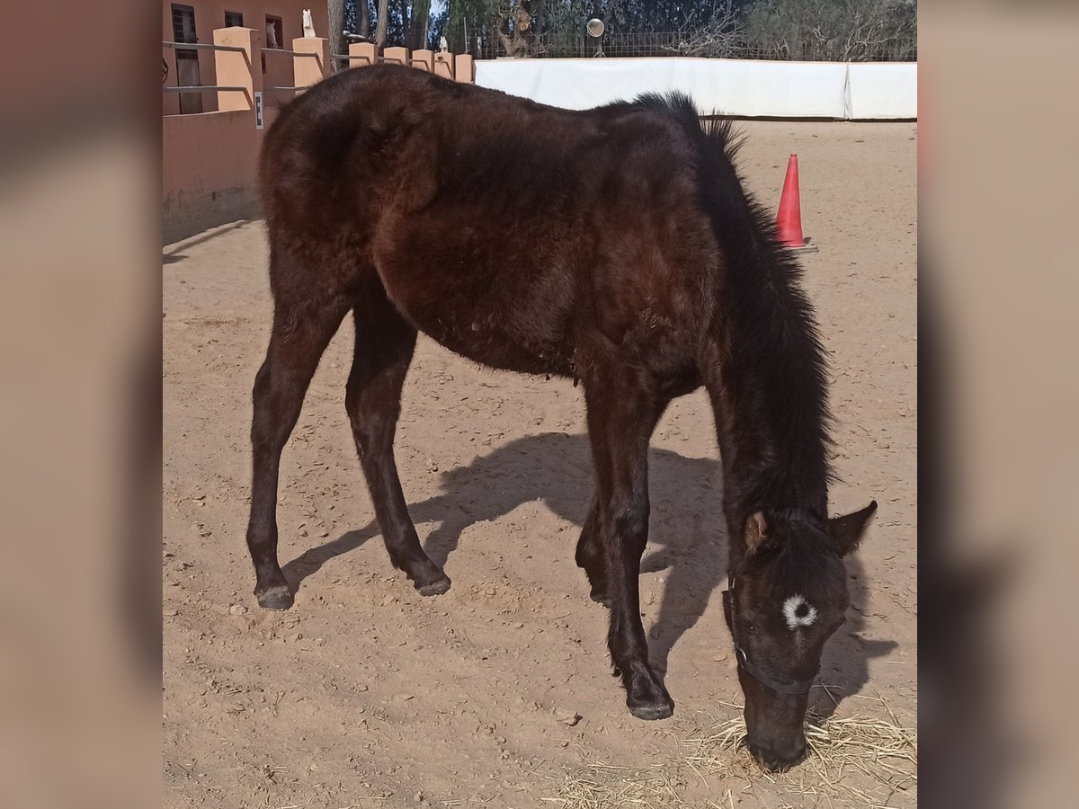 PRE Merrie 1 Jaar 148 cm Zwart in Pedralba