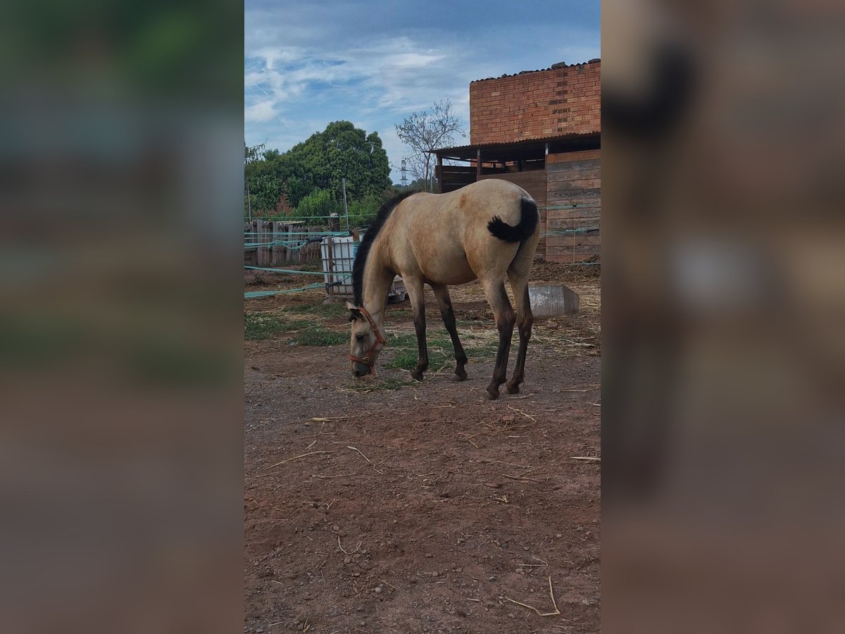 PRE Mix Merrie 1 Jaar 150 cm Falbe in Manresa