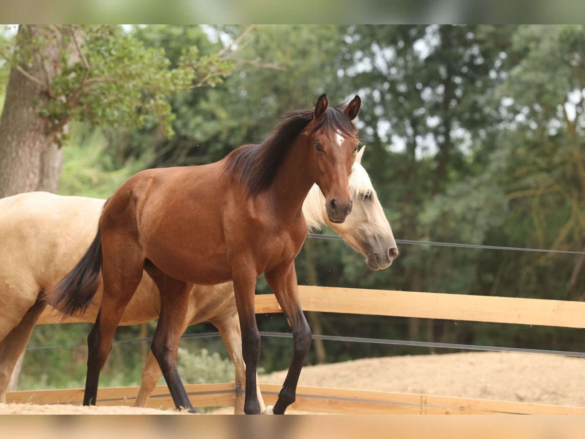 PRE Mix Merrie 1 Jaar 151 cm Bruin in Speyer