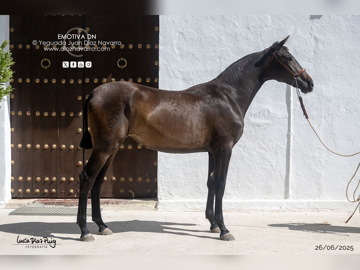 PRE Mix Merrie 1 Jaar 156 cm Bruin in Arjona