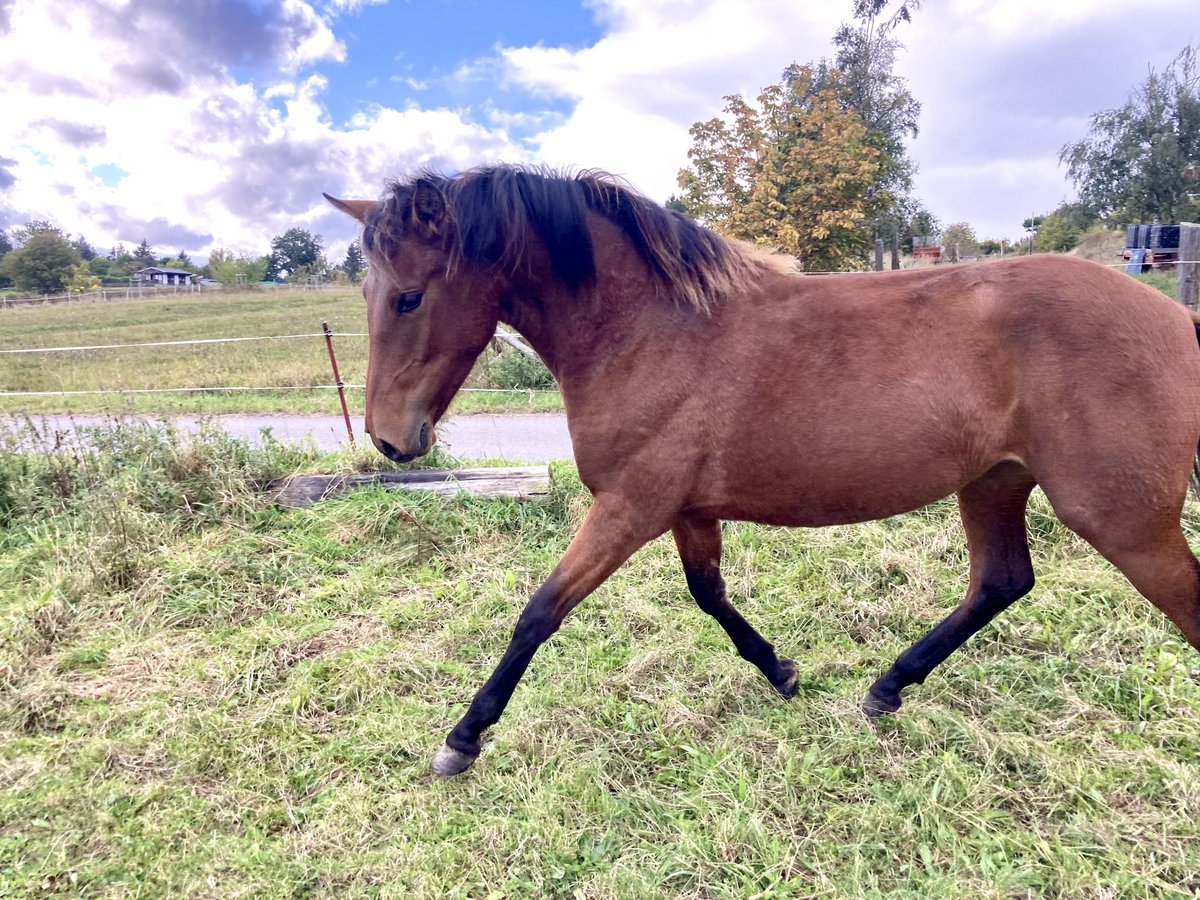 PRE Mix Merrie 1 Jaar 160 cm Bruin in Ballenstedt