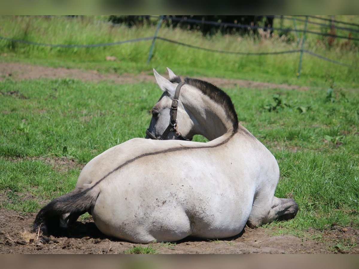 PRE Mix Merrie 1 Jaar 160 cm Grullo in Postfeld